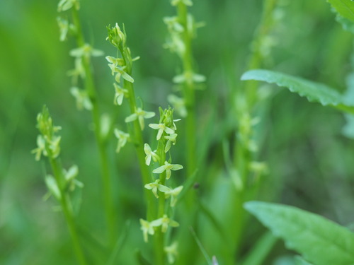 Bog orchid, Alaska rein orchid (Platanthera unalascensis)