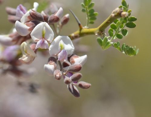 Desert ironwood tree, a tree with small green leaves and light purple flowers.