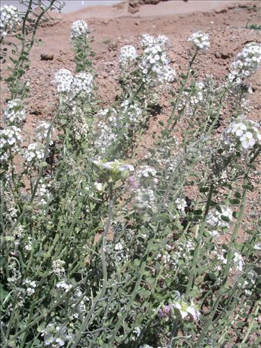 Dimorphocarpa wislizeni. Big Bend National Park, Panther Junction Housing Area. March 2005