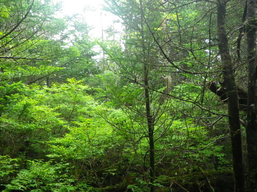 Plot Code: GRSM_AA_0658_2