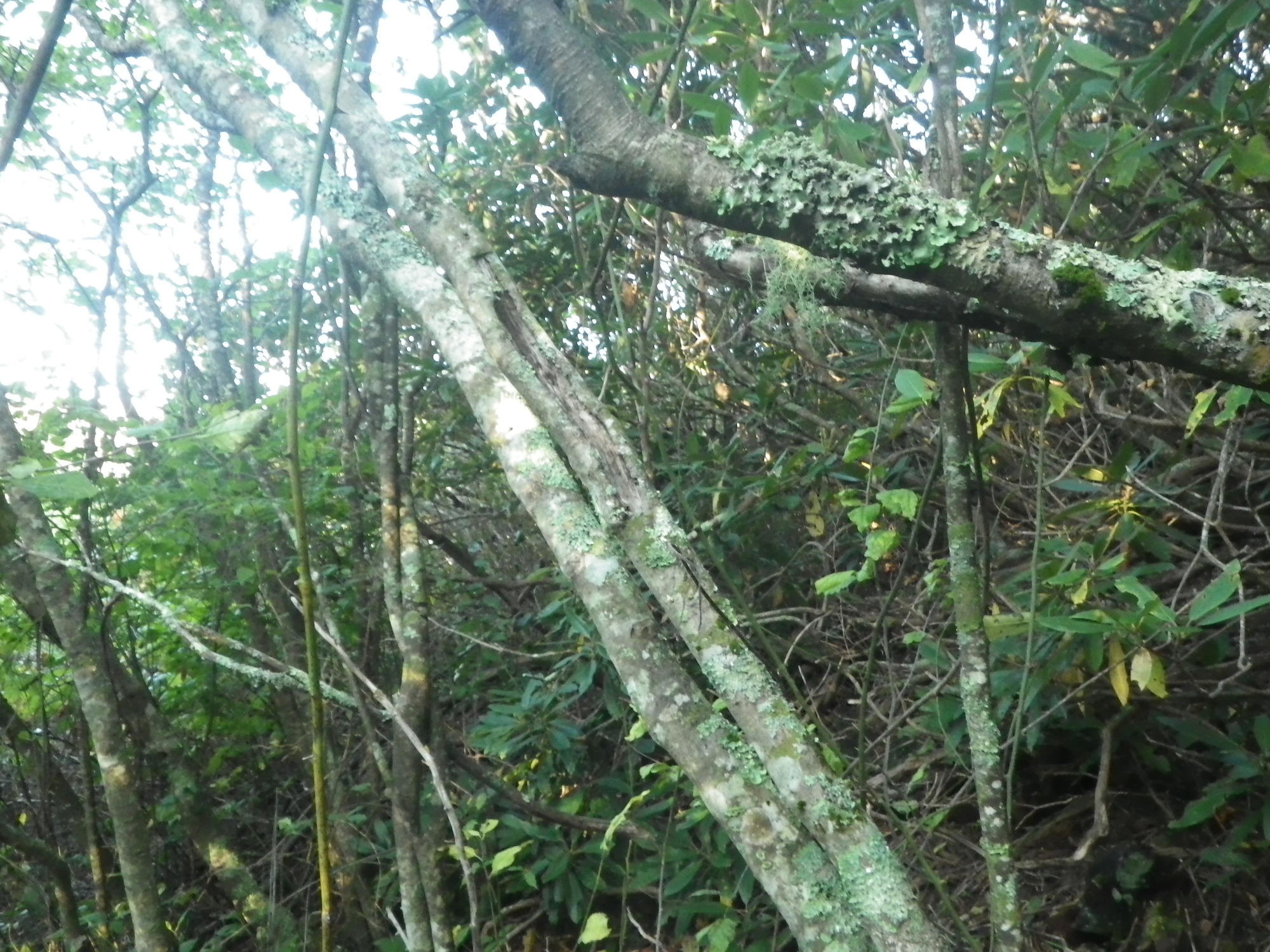 GRSM Accuracy Assessment. Plot Code: GRSM_AA_0314_5