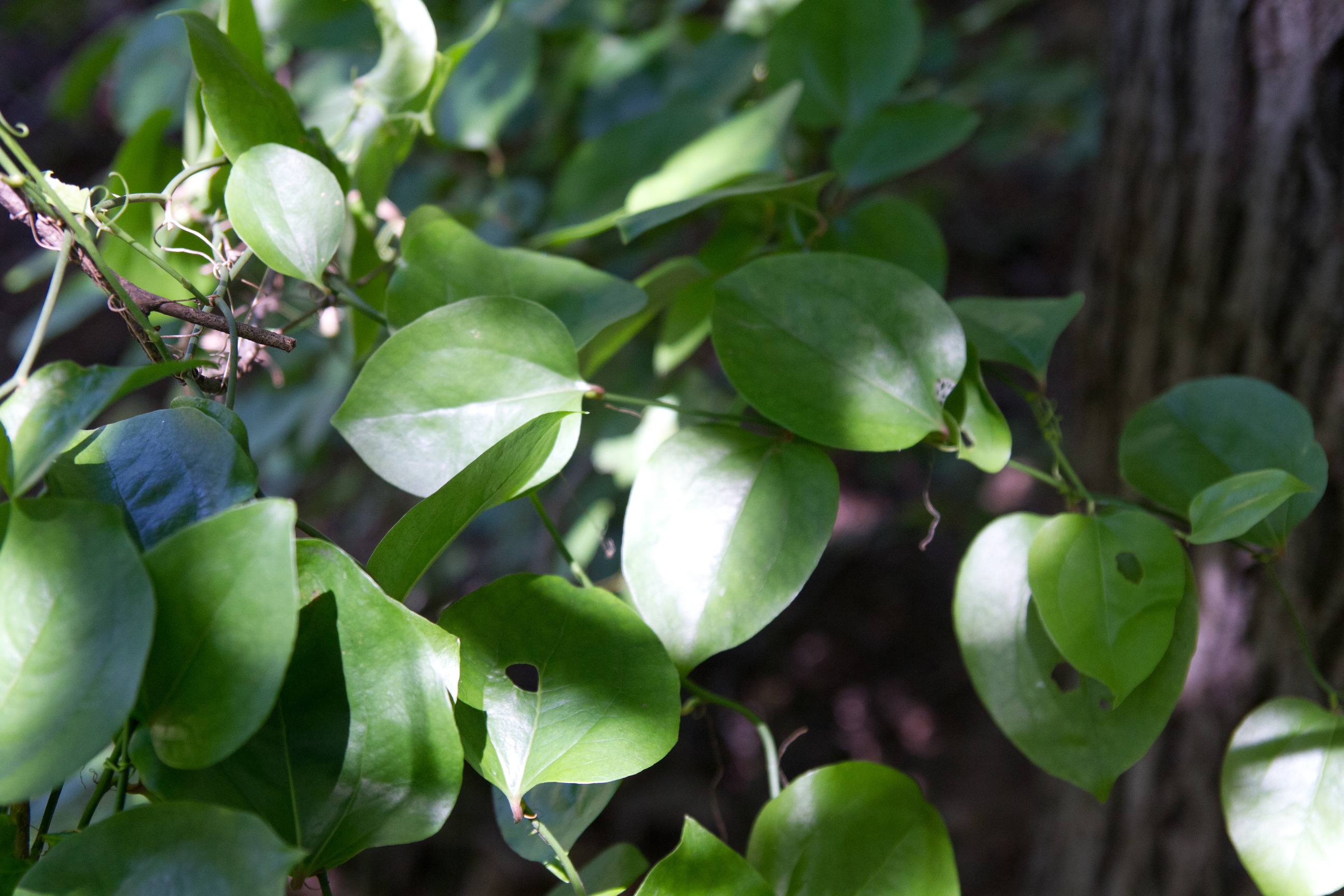 Roundleaf greenbrier