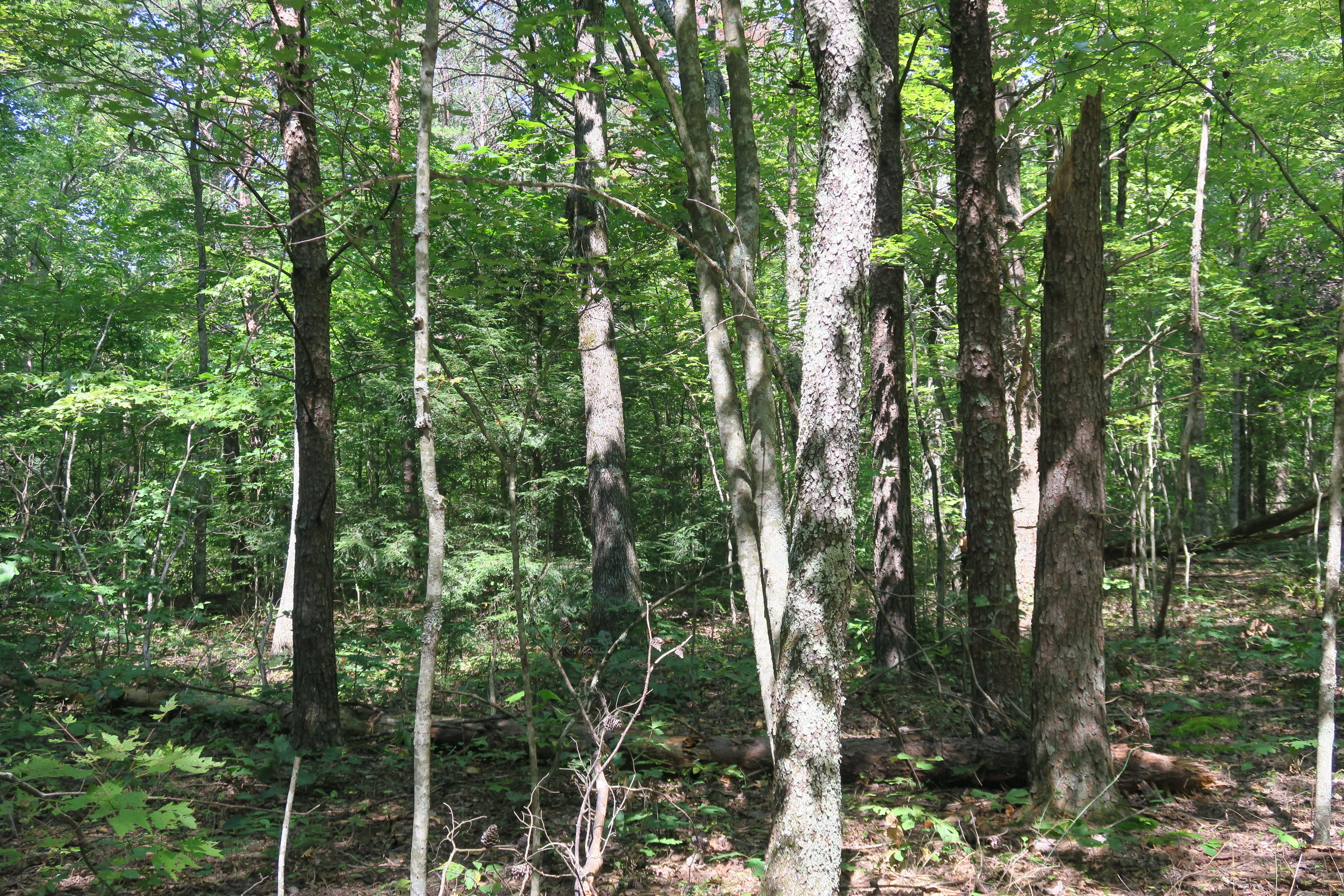 GRSM Accuracy Assessment. Plot Code: GRSM_AA_0890_2