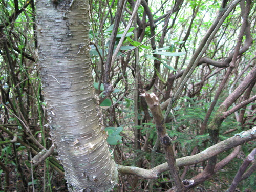 Plot Code: GRSM_AA_0521_4