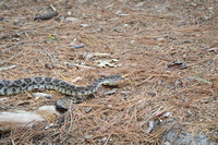 a rattlesnake moving from left to right, slithers across the pine needled ground, sticking out it's tongue