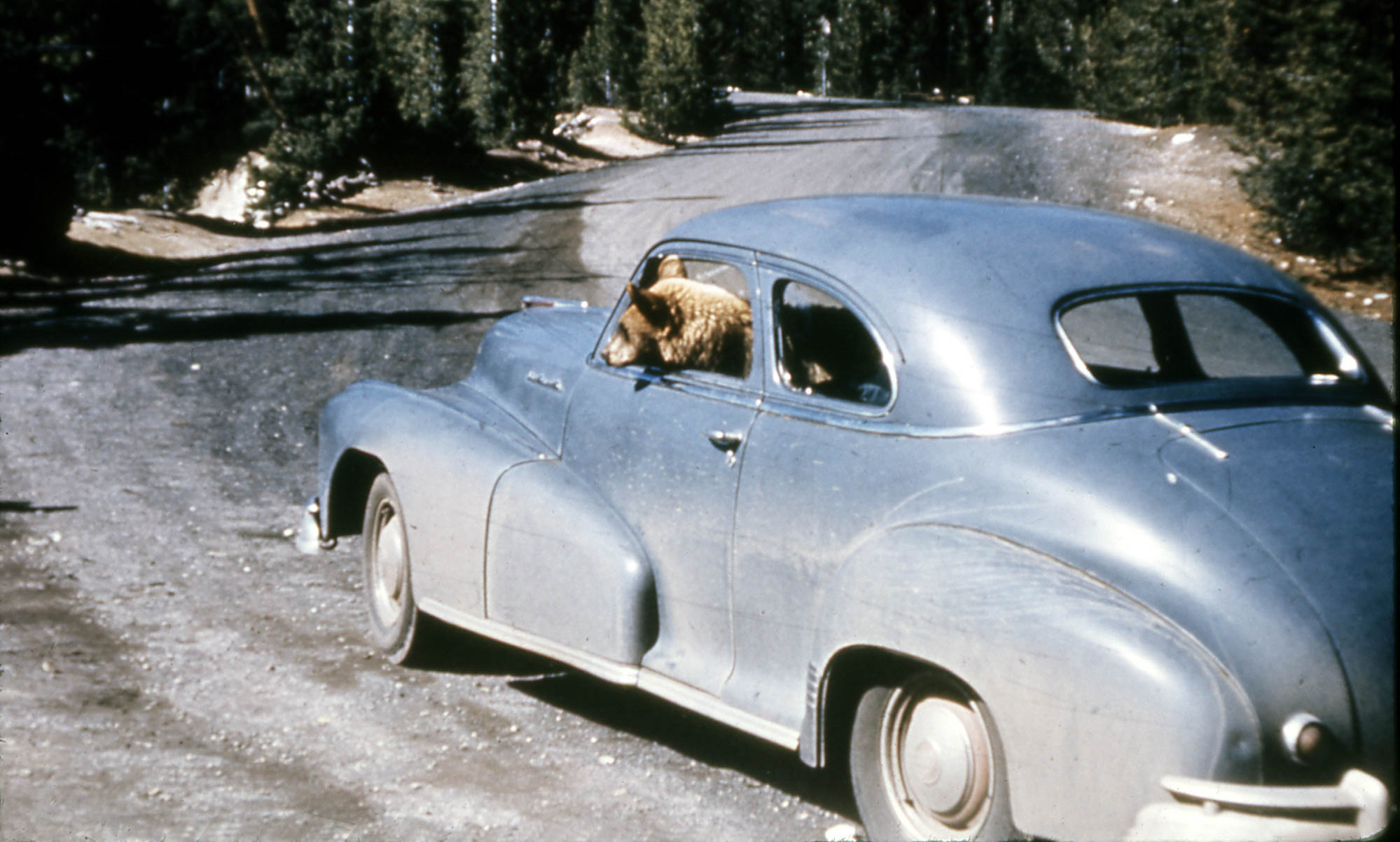 Bear sitting inside a car in driver's seat