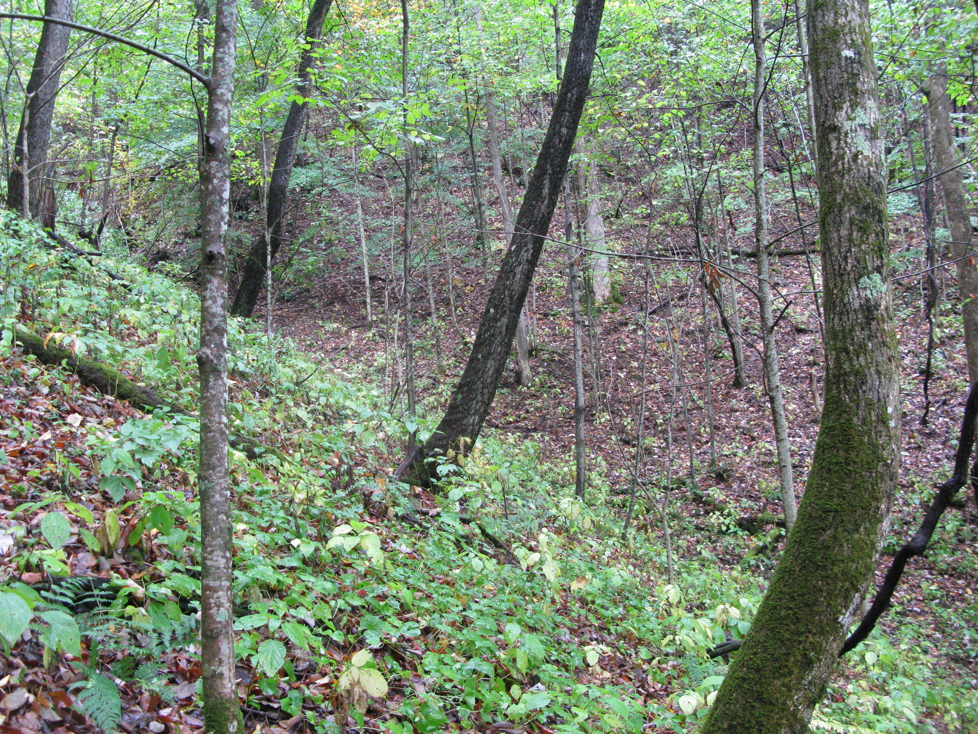 GRSM Accuracy Assessment. Plot Code: GRSM_AA_0209_5