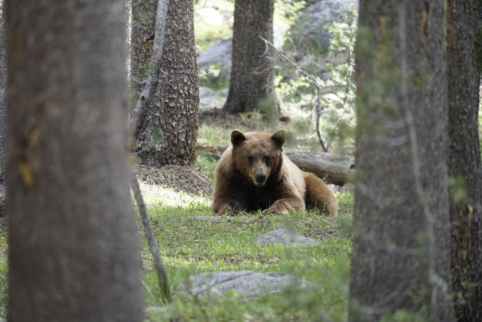 Large brown color bear lying on grass