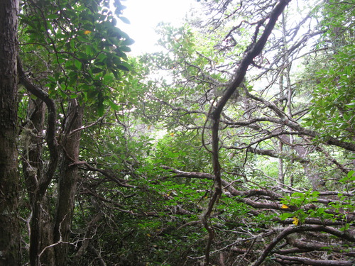 GRSM Accuracy Assessment. Plot Code: GRSM_AA_0894_6