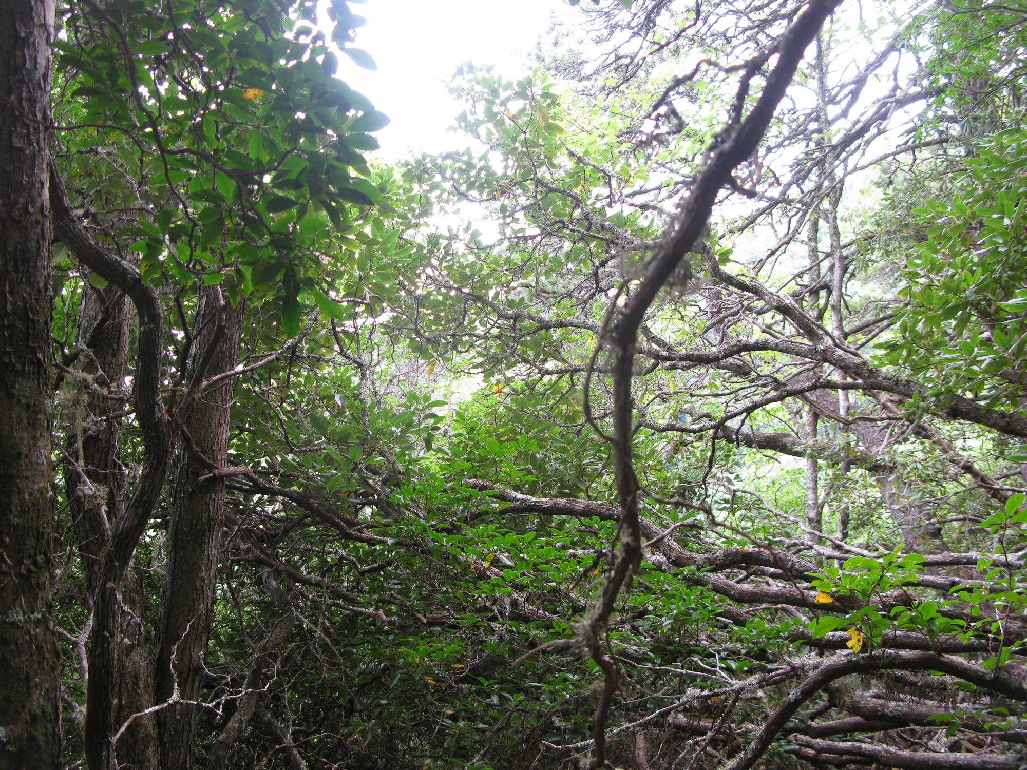 GRSM Accuracy Assessment. Plot Code: GRSM_AA_0894_6