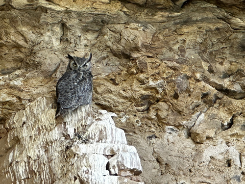 Owl surrounded by and sitting on sandstone staring at the camera.