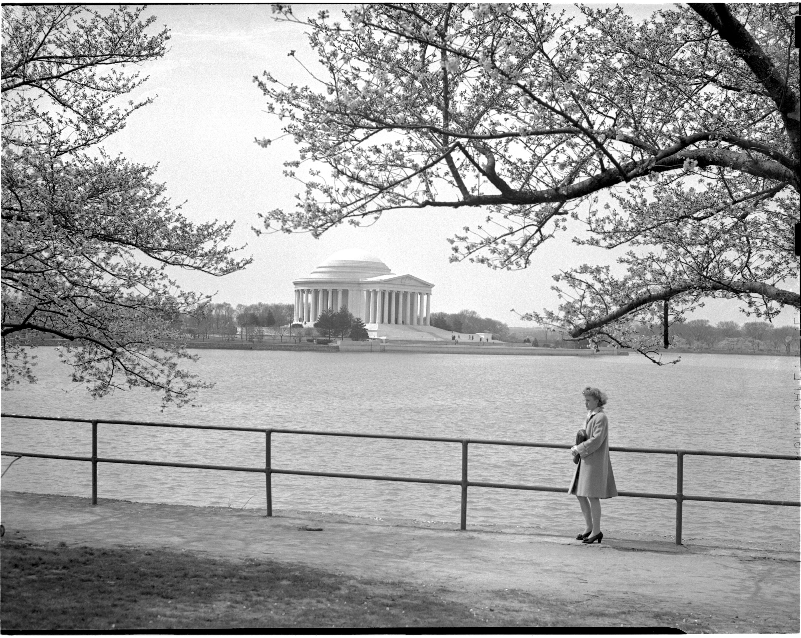 Washington D.C. Cherry Blossoms, 1943
