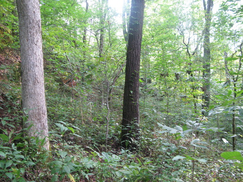 GRSM Accuracy Assessment. Plot Code: GRSM_AA_0581_6