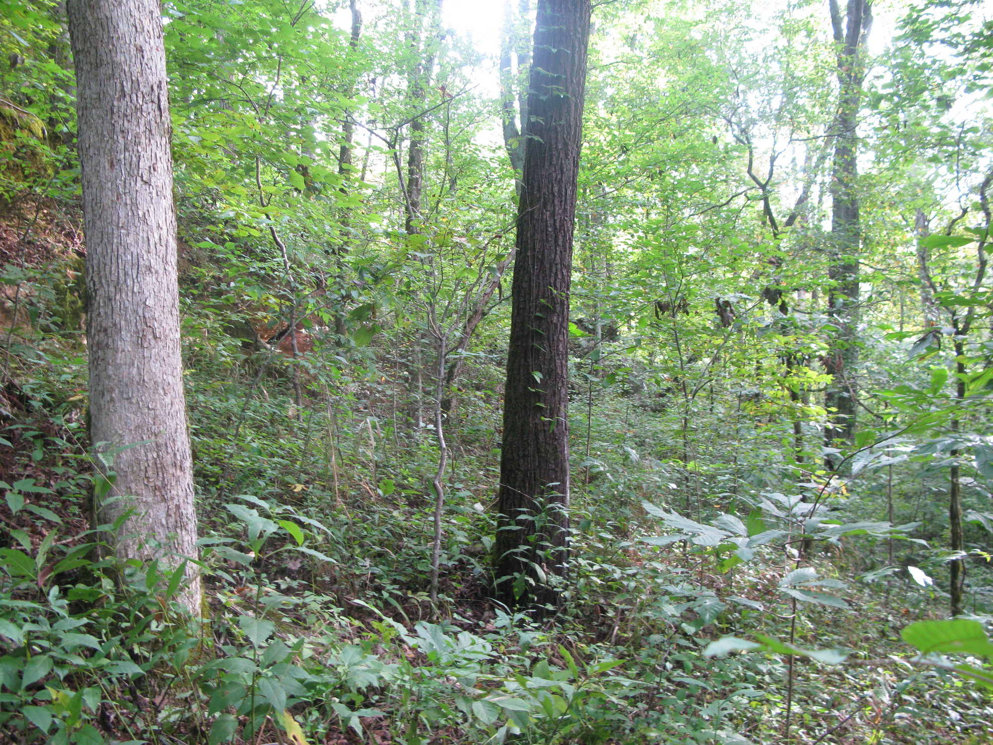 GRSM Accuracy Assessment. Plot Code: GRSM_AA_0581_6