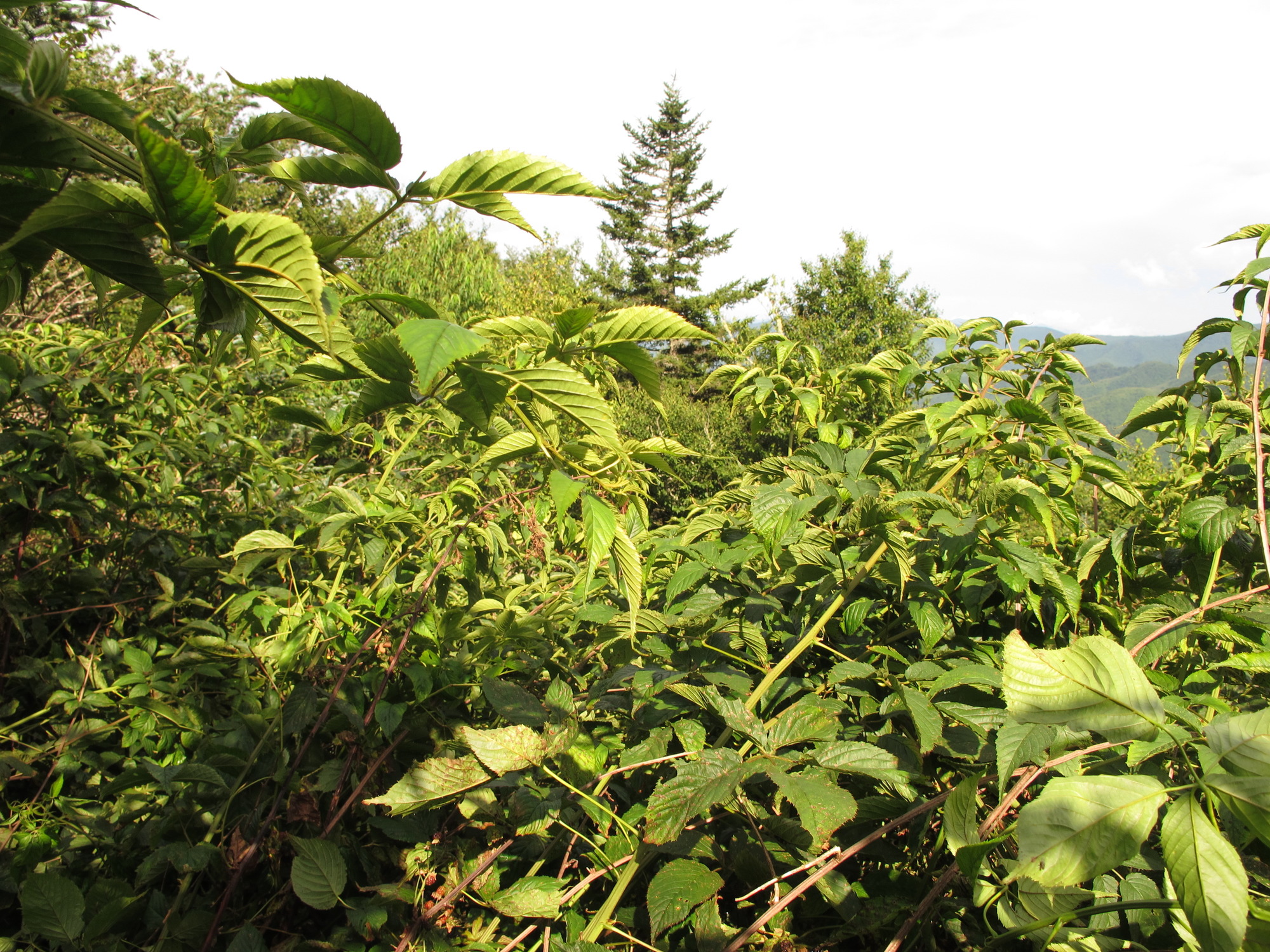 Plot Code: GRSM_AA_0645_3