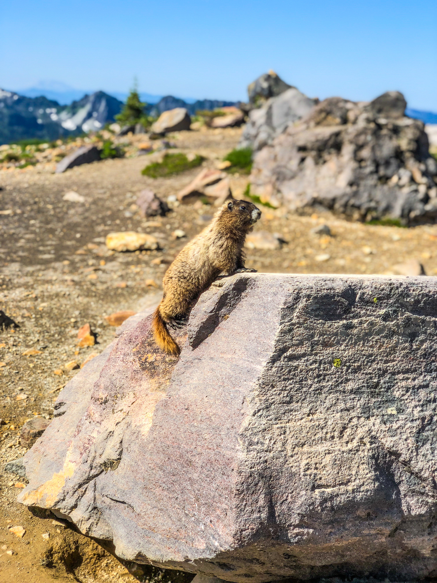 A brown rodent with a tail sits perched on a gray rock.