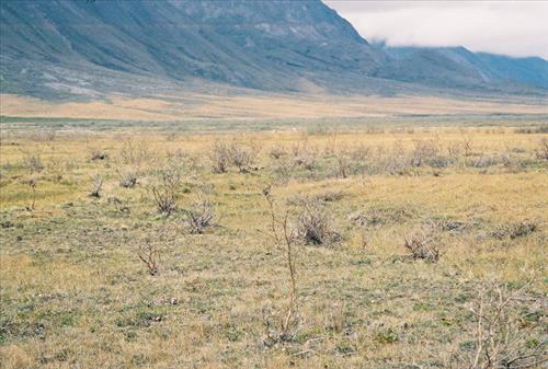 1 Gates of the Arctic National Park and Preserve Itkillik Birds June 2006