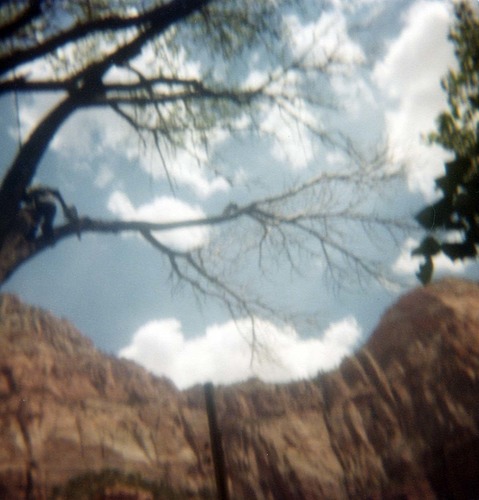 Arborist with harness pruning branches of tree, Bridge Mountain and Watchman in background.