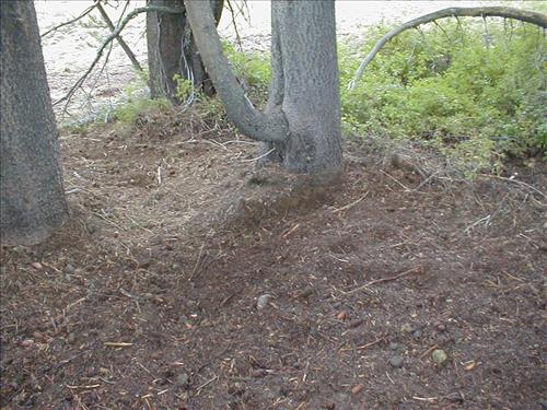 Camp used by Cottonwood Pack Station at Lower Rock Creek Crossing, Sequoia and Kings Canyon National Park