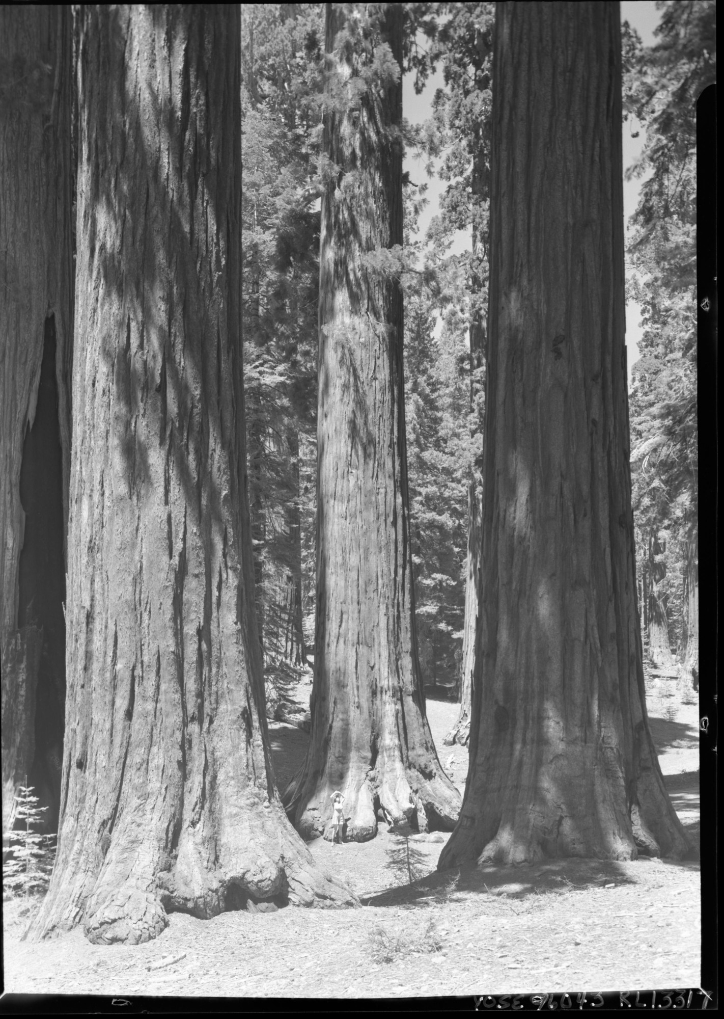 Mrs. John (Anne) Hansen in the Governor's group in the Mariposa Grove.