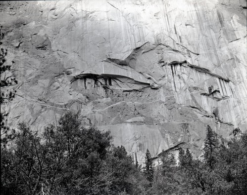 Pine tree on face of cliff. Valley Visitor Center Exhibit 10-8.