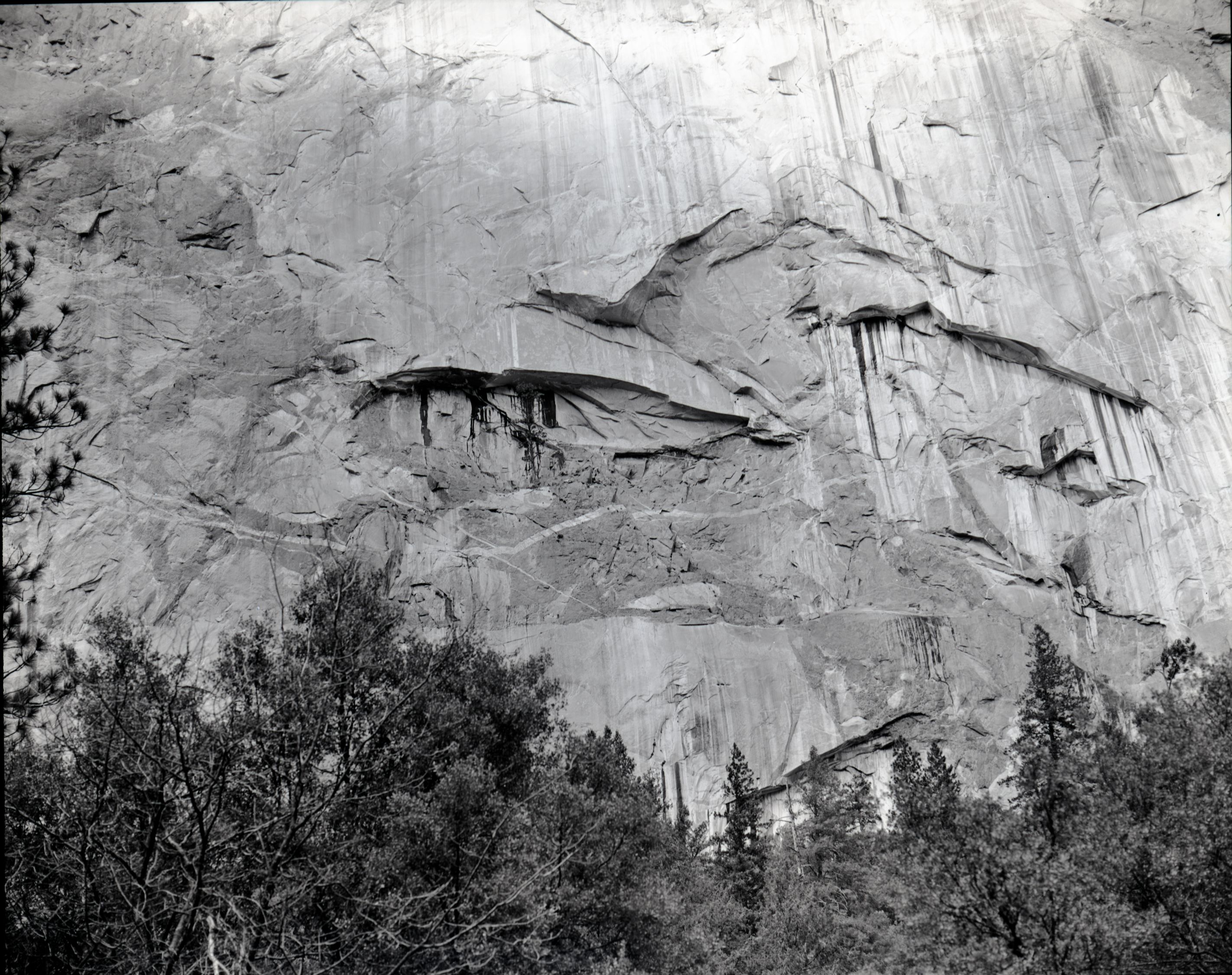 Pine tree on face of cliff. Valley Visitor Center Exhibit 10-8.