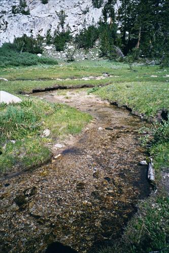 Mountain yellow-legged frog restoration project, Sequoia and Kings Canyon National Parks, 2001-2003