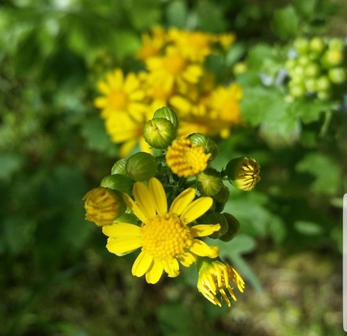A few flower buds frame a bright yellow blossom with a dozen petals, many more flowers blur into the foliage in the background.