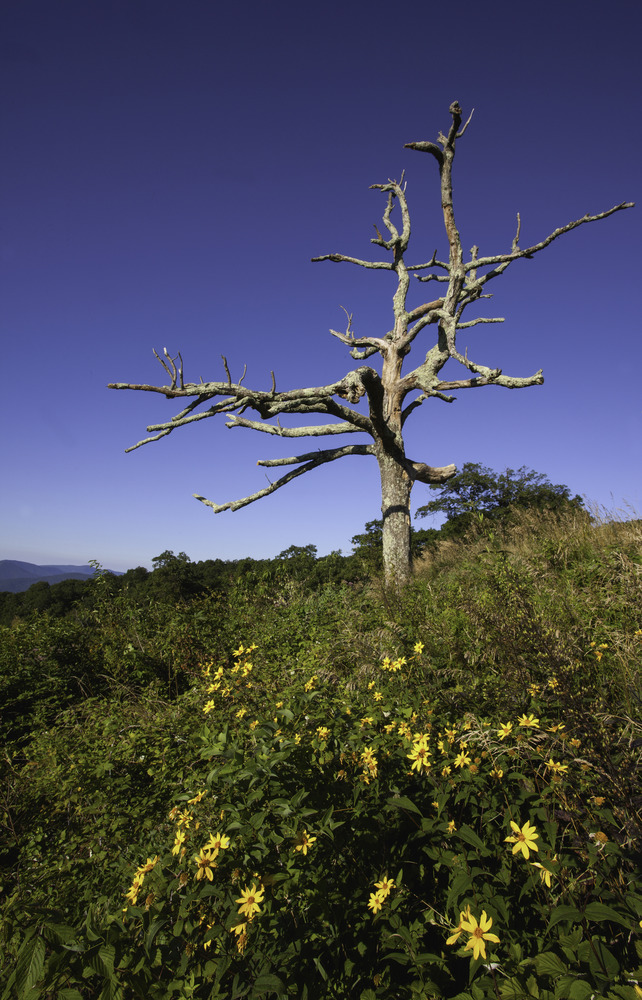 A hill of wildflowers is topped with a stone wall, a dead tree rises from the middle