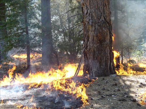 Roads End Prescribed Fire, Sequoia and Kings Canyon National Parks, May 2005