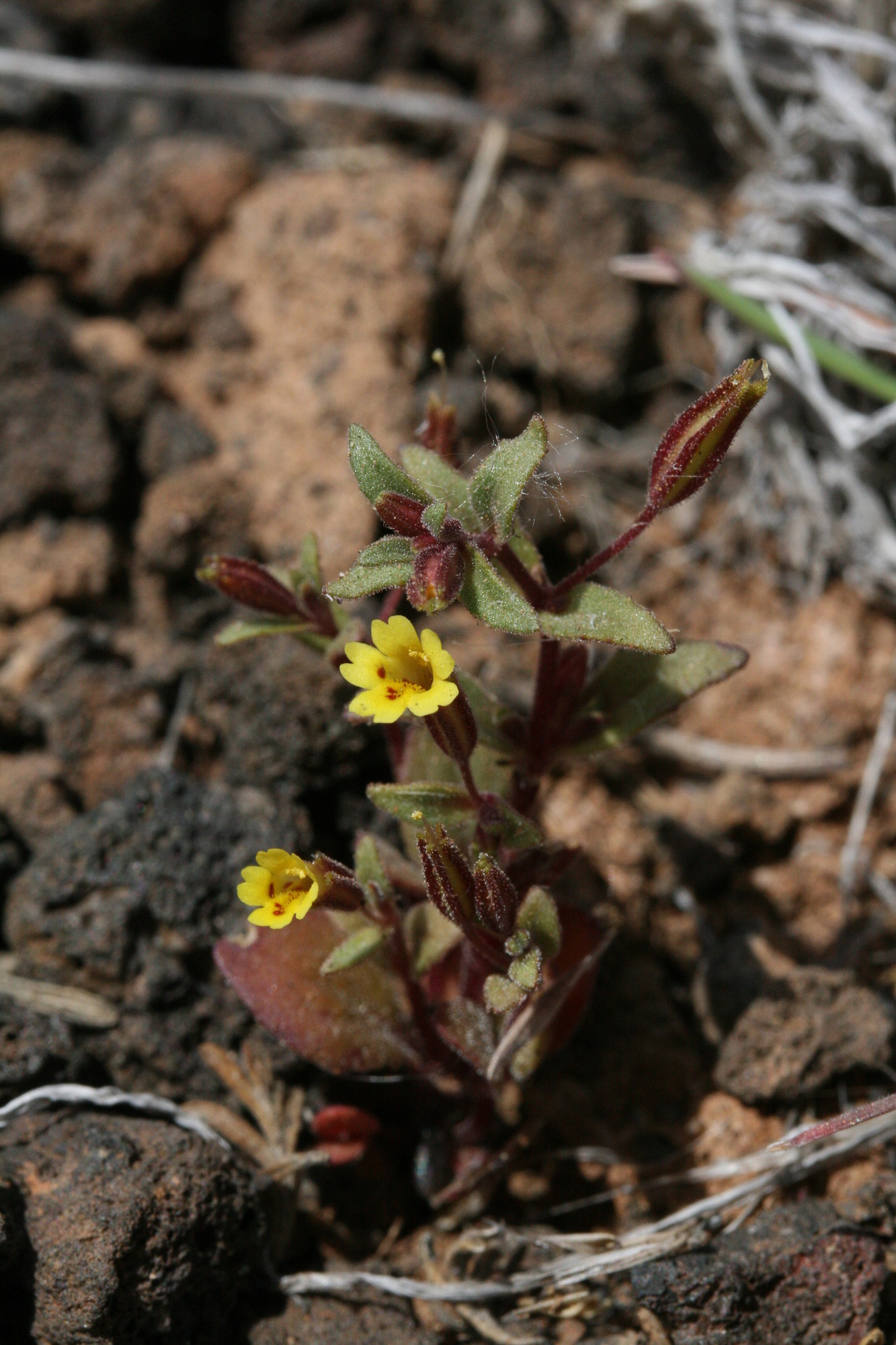 Mimulus suksdorfii, Suksdorf's monkeyflower