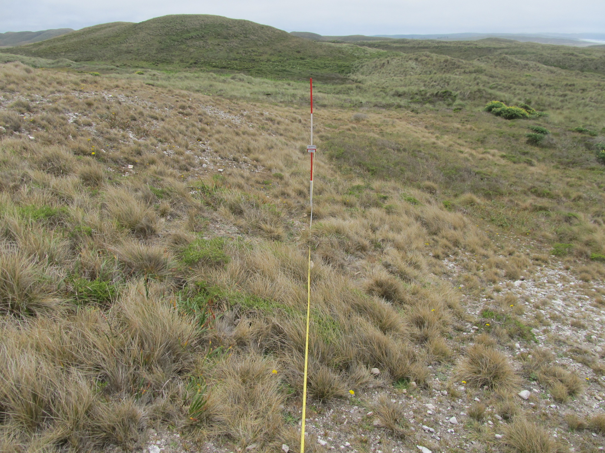 Eye-level view from the center point of a plant community monitoring plot