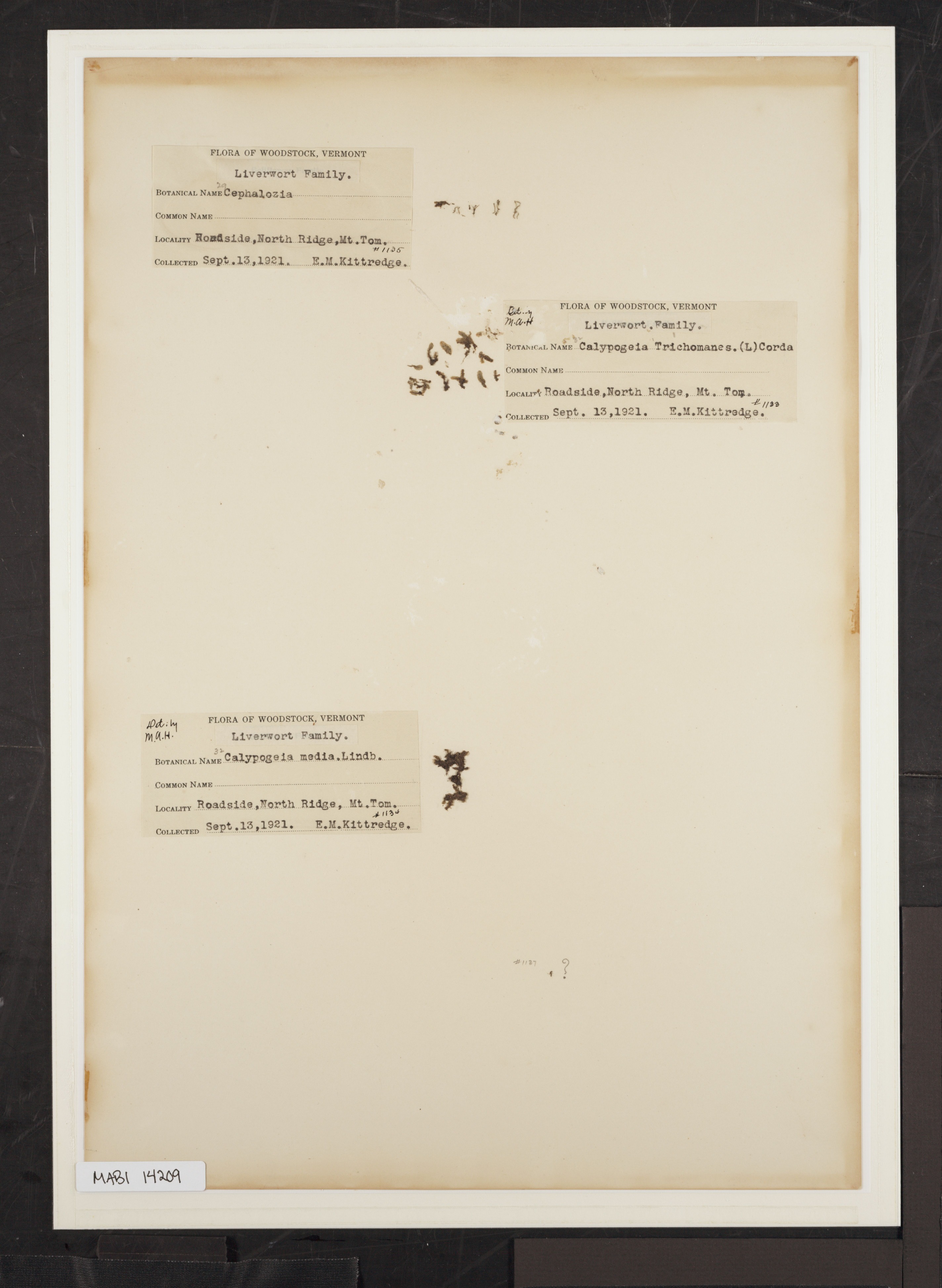 Preserved biological specimen on paper.