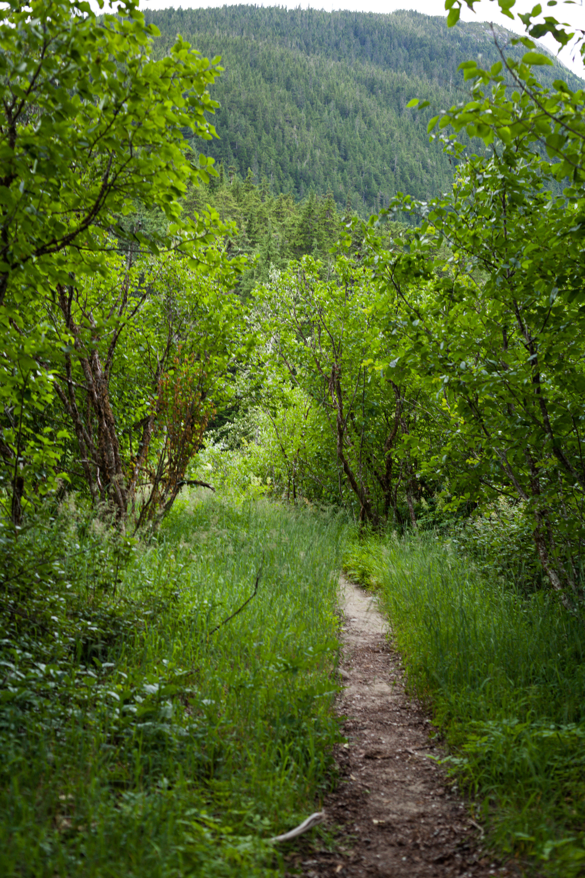 A narrow sandy path winds through green grass and alders