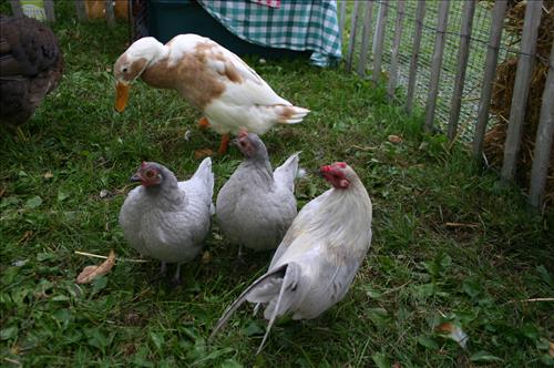 2011 Harvest Day at Lindenwald taken September 17 2011
