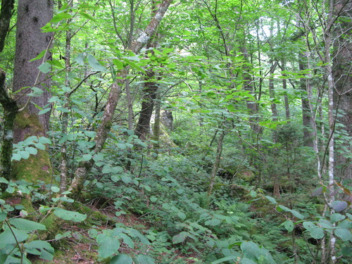 GRSM Accuracy Assessment. Plot Code: GRSM_AA_0874_5