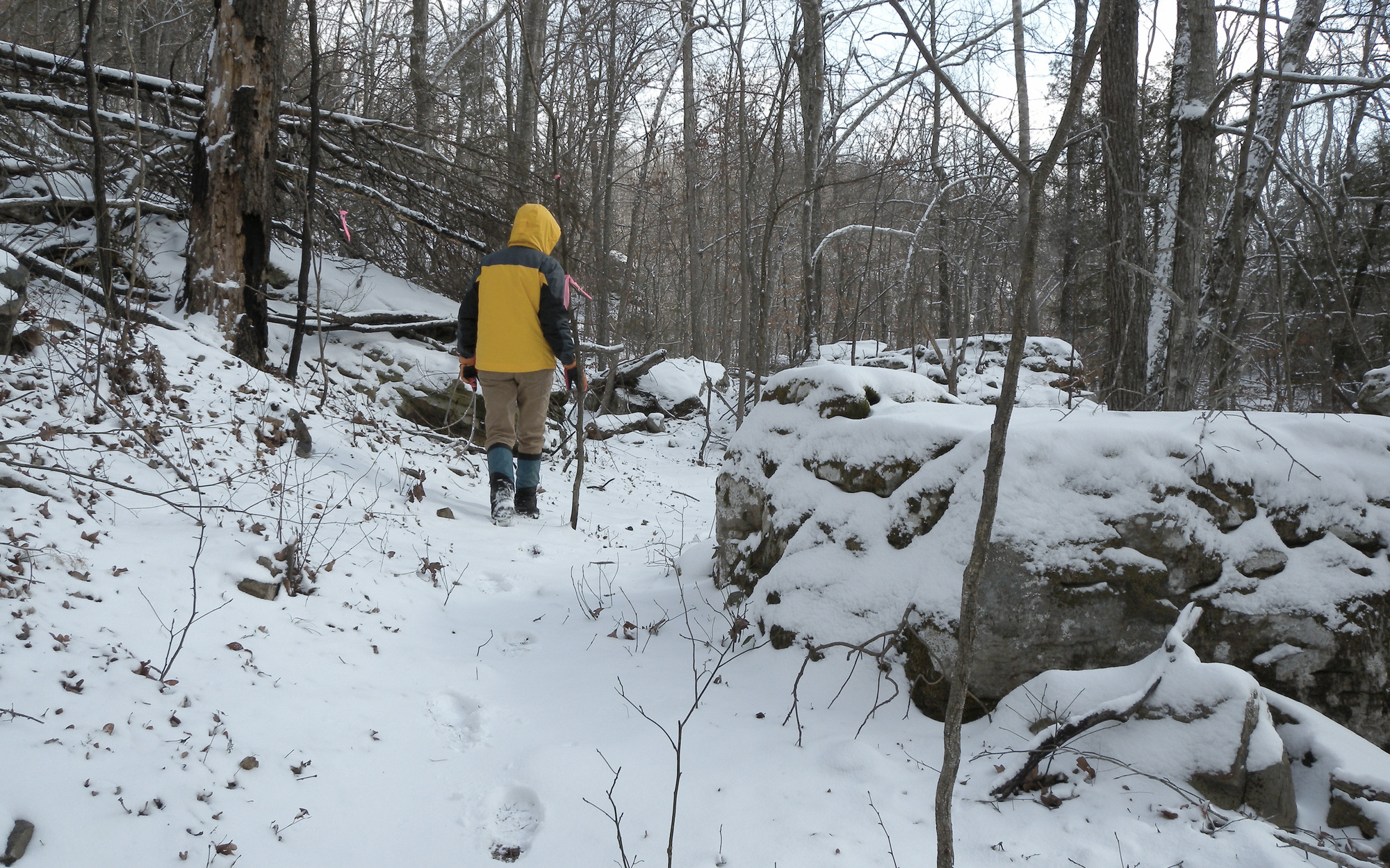 A person in a yellow jacket walking through a snowy wooded area.
