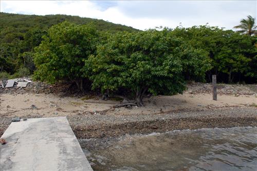 Palm Grove Dock, Hassel Island