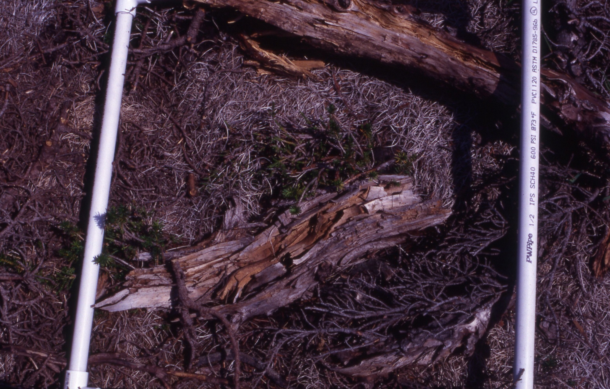 Two seedlings covered in curly mulch under a fallen tree branch. Two PVC pipes are to the left and right of the seedlings