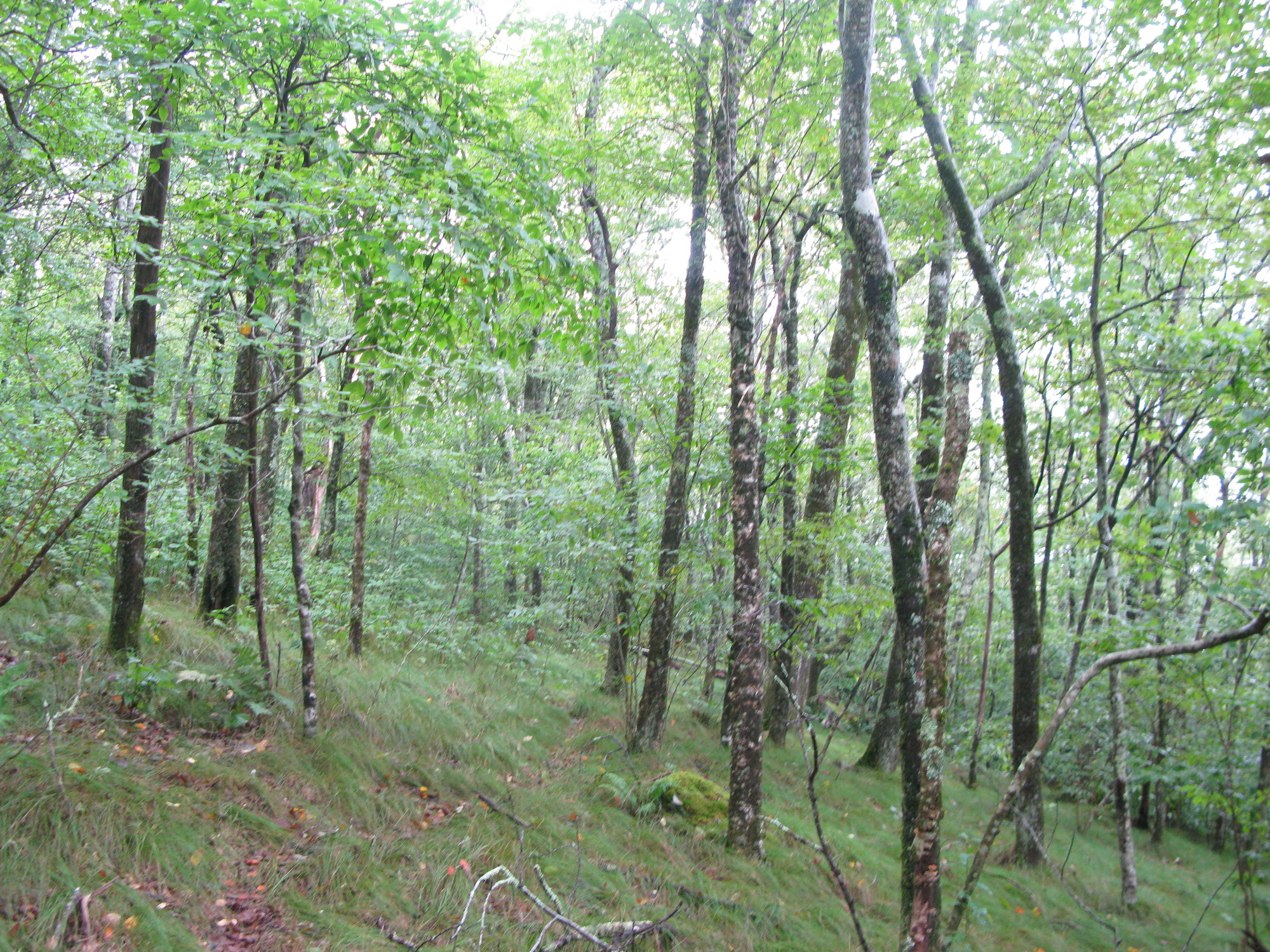 GRSM Accuracy Assessment. Plot Code: GRSM_AA_0598_6