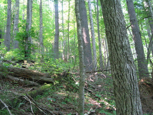 GRSM Accuracy Assessment. Plot Code: GRSM_AA_0966_2