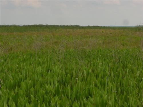 Barataria Preserve Floating Marsh