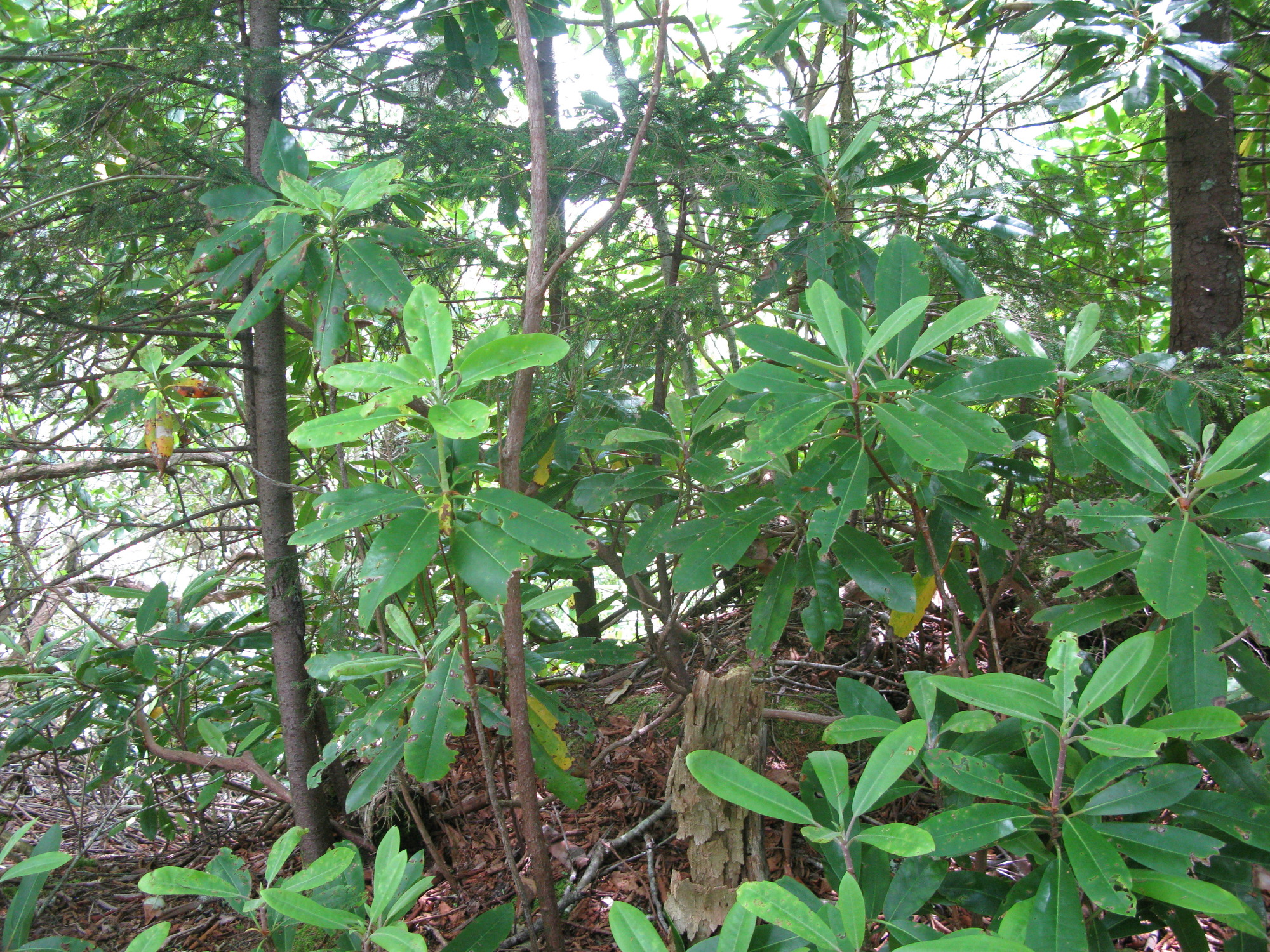 GRSM Accuracy Assessment. Plot Code: GRSM_AA_0599_3