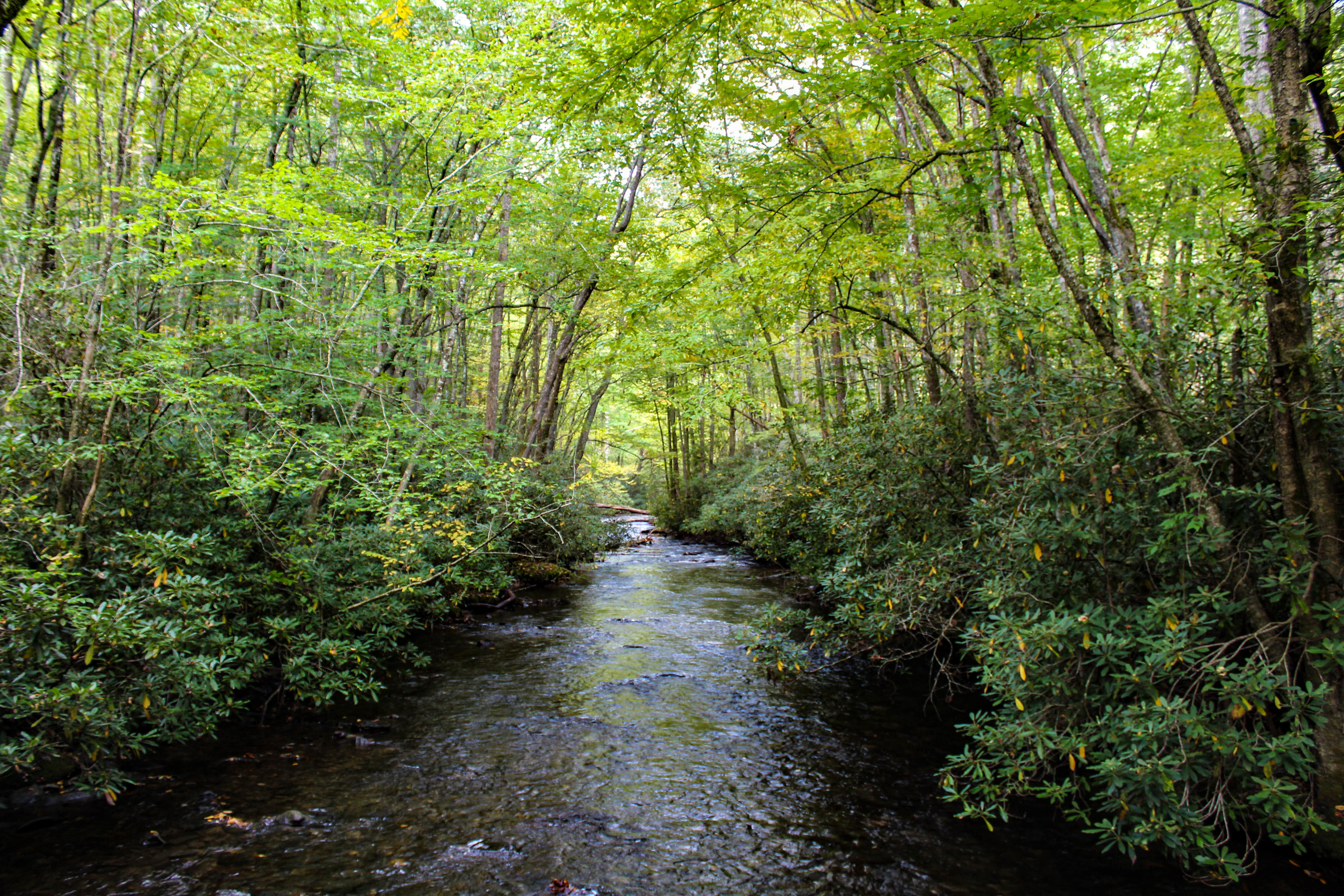 Creek through the woods