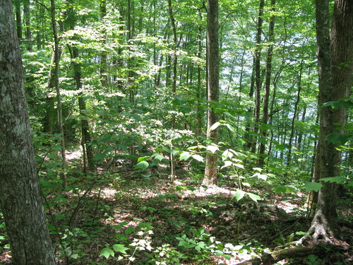 GRSM Accuracy Assessment. Plot Code: GRSM_AA_0089_5