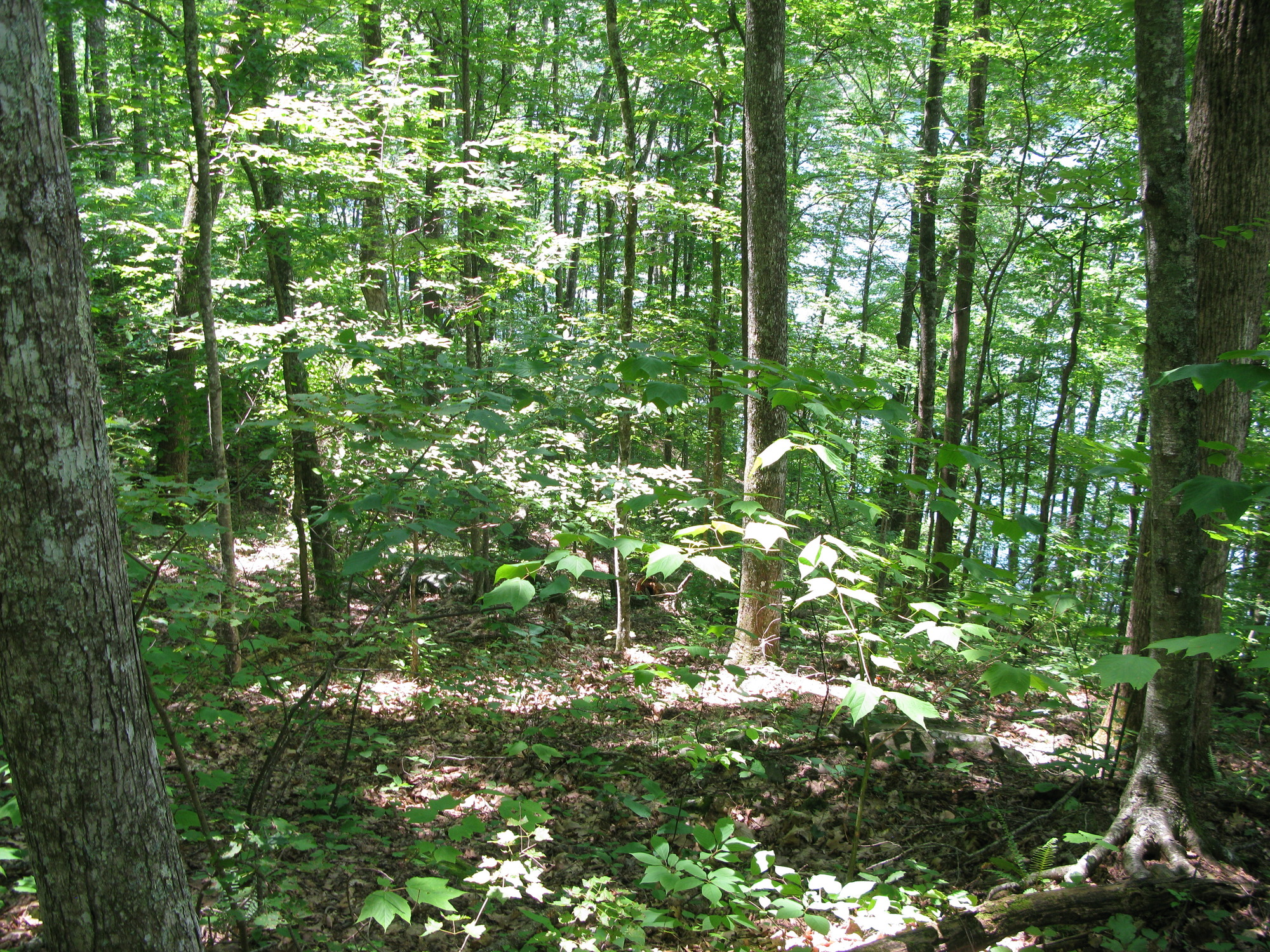 GRSM Accuracy Assessment. Plot Code: GRSM_AA_0089_5