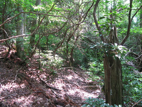 Plot Code: GRSM_AA_0357_3