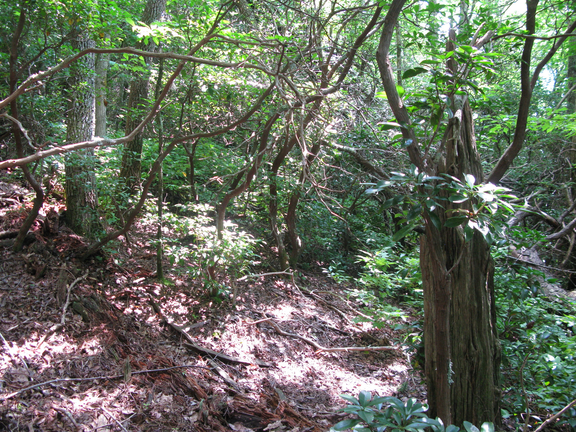 Plot Code: GRSM_AA_0357_3