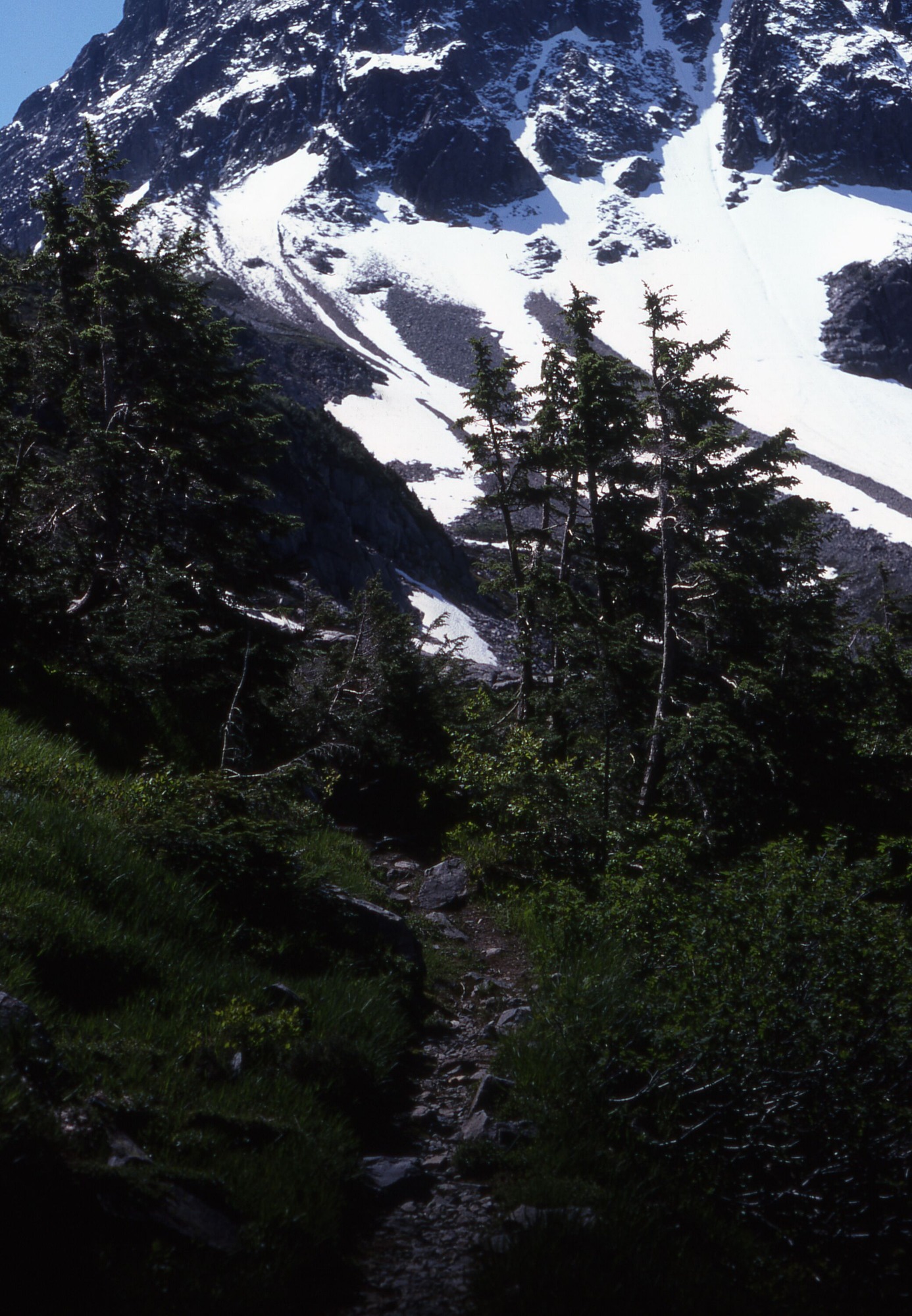 Rocky trail surrounded by shrubs, grasses, and pines that lead towards snowy mountain slopes.