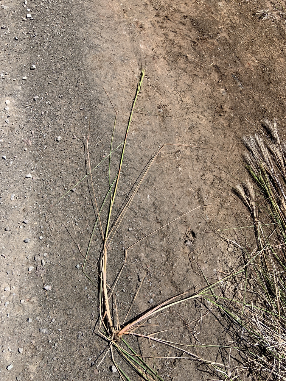 Photo of plant Andropogon species
